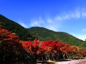 伊豆半島も紅葉がはじまりました!