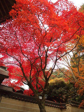 秋の彩り