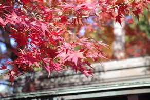 白峯寺の紅葉が見頃です♪