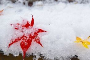 Winter Maples