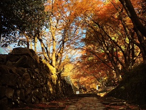 湖東三山百済寺の紅葉情報!!