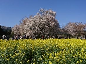春が待ち遠しい時期ですね
