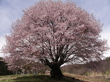 Tenou Cherry Blossom Tour 