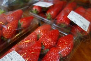 イチゴの季節です！