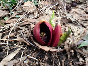 網張へ「春」を探しに来ませんか?!