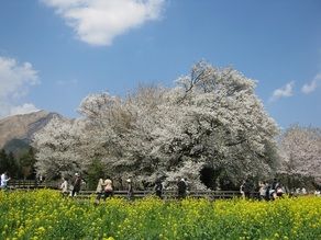 南阿蘇村『桜スタンプラリー』開催中！