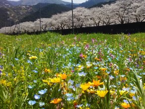 松崎の桜並木と花畑
