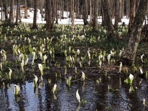 【開花情報】刺巻湿原のミズバショウ
