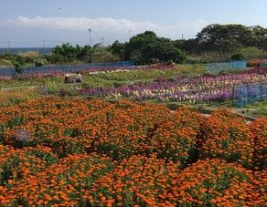 南房総でお花摘みを楽しむ♪