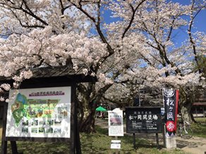 日本遺産で花見*+。
