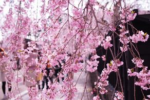 桜開花しました！！角館の最新桜開花情報