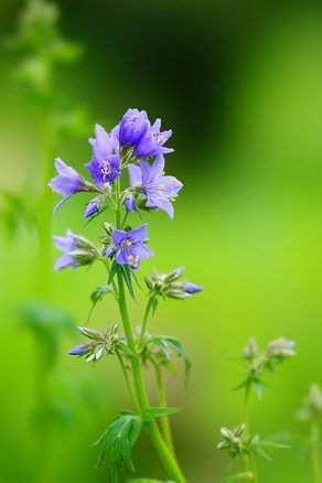 六月は阿蘇野草園へ!「ムラサキ色の花」といえば…