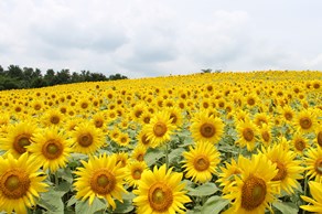 黄色いじゅうたん？たくさんのひまわりが咲き誇っています！