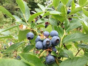 ブルーベリー狩り