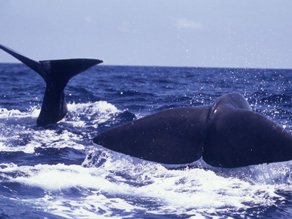 自然体験！クジラウォッチングに参加してみませんか？ 