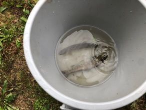 岩魚釣り行ってきました!
