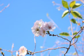 秋に咲く桜発見♪
