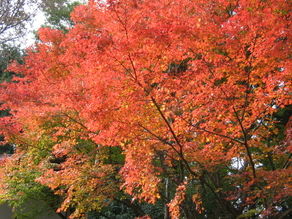 そろそろ紅葉シーズン