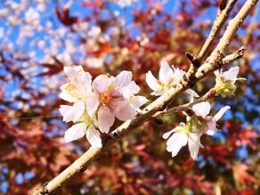 2018年 小原の四季桜 見頃です