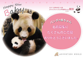 赤ちゃんパンダ、名前の投票始まる
