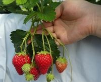 いちご狩りの季節が到来♪　Baby Berry Farm編～