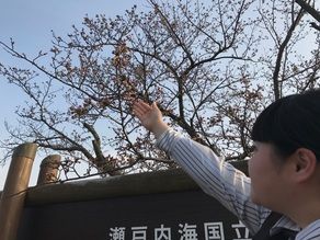 *。゜*休暇村&五色台周辺 ☆桜☆開花状況*。゜*