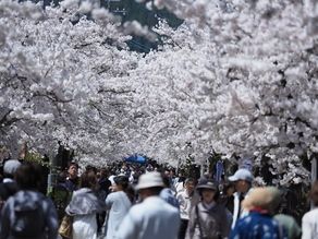 桜並木のトンネルが美しい♪新庄村「がいせん桜まつり」