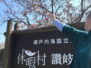 *。*休暇村＆五色台周辺☆桜☆開花*。*まだまだ2～3分咲き