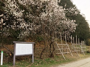 兵どもの馬防柵