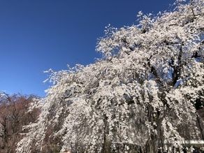 清雲寺のしだれ桜