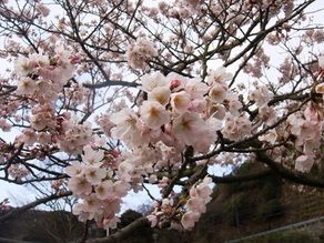 ～今年の桜も本日まで～