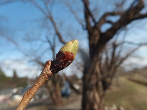 角館エリア「桜の開花状況」をお届けします！