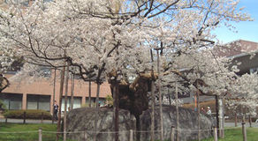 盛岡・石割桜開花しました