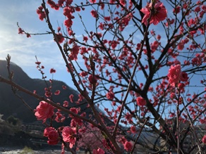 2019年花桃まつり　まもなく満開！