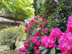 新緑と石楠花の咲く天城路
