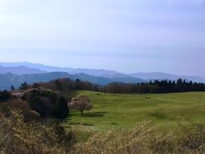 2019 茶臼山高原牧場の一本桜が開花しました