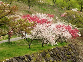 まだ間に合います『花桃』！