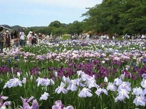 ♪今週末から花菖蒲まつり開催♪