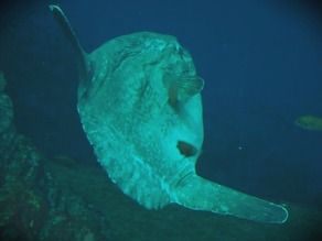 マンボウに会いに行ってきました。