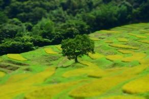 今が絶景、「大山千枚田」!!