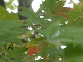 鹿沢園地の木々が少し色付き始めました♪