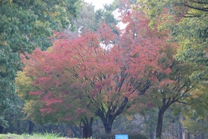 紅葉情報