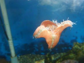 リアス海岸はどうしてできたの？