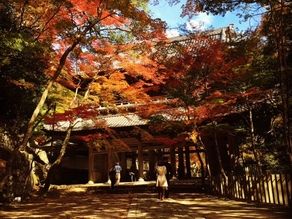 紅葉の織り成すステンドグラス