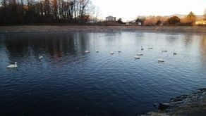 浅間高原にも白鳥が飛来！！