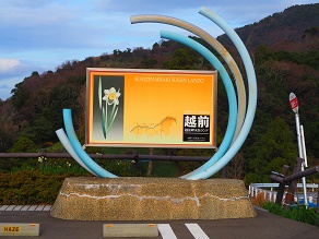 越前水仙　まだ先か・・・