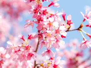 暖冬の影響で桜の開花は早まるのか!?2020年の予想開花日