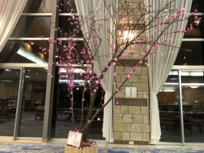 カニ桜　開花しました。