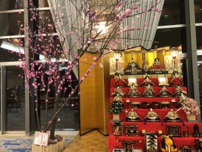 カニ桜開花状況と雛人形