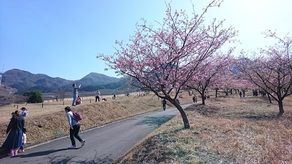 桜の開花情報！